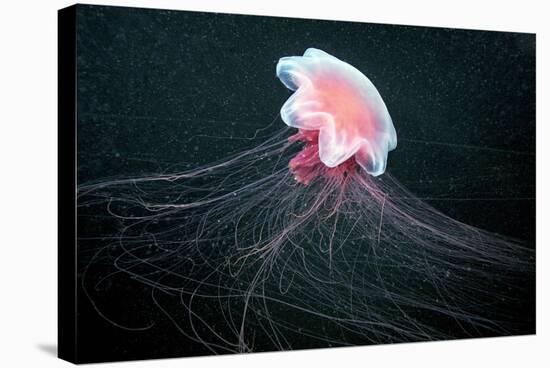 Lion's Mane Jellyfish-Alexander Semenov-Premier Image Canvas