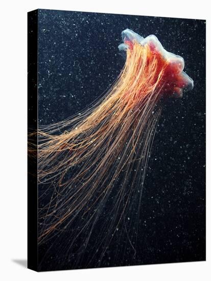 Lion's Mane Jellyfish-Alexander Semenov-Premier Image Canvas