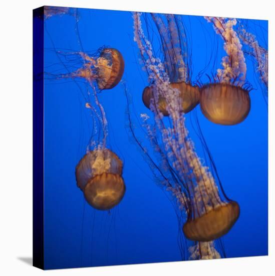 Lion's Mane Jellyfish-Richard T. Nowitz-Premier Image Canvas