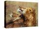 Lion Scratching Neck with Paw-George Lepp-Premier Image Canvas