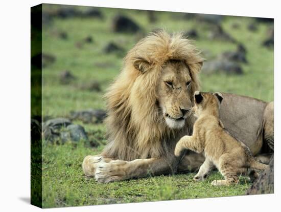 Lion Single Male Playing with Cub-null-Premier Image Canvas