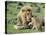 Lion Single Male Playing with Cub-null-Premier Image Canvas