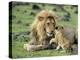 Lion Single Male Playing with Cub-null-Premier Image Canvas