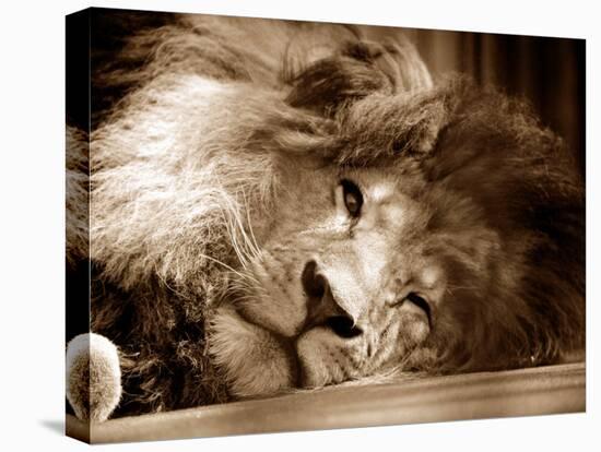 Lion Sleeping at Whipsnade Zoo Asleep One Eye Open, March 1959-null-Premier Image Canvas