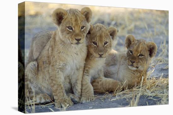 Lion Three 8 Weeks Old Cubs-null-Premier Image Canvas