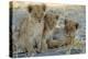 Lion Three 8 Weeks Old Cubs-null-Premier Image Canvas