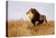 Lion Watching for Prey-Wilhelm Kuhnert-Premier Image Canvas