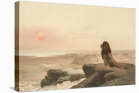 Lion Watching Sunset-null-Stretched Canvas