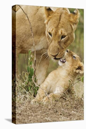 Lion with Young One, Maasai Mara Wildlife Reserve, Kenya-Jagdeep Rajput-Premier Image Canvas