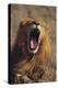 Lion Yawning-DLILLC-Premier Image Canvas