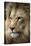 Lion-Linda Wright-Premier Image Canvas