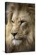 Lion-Linda Wright-Premier Image Canvas