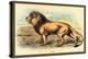 Lion-Sir William Jardine-Stretched Canvas