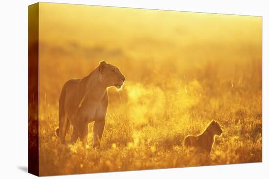 Lioness and Cub-null-Premier Image Canvas