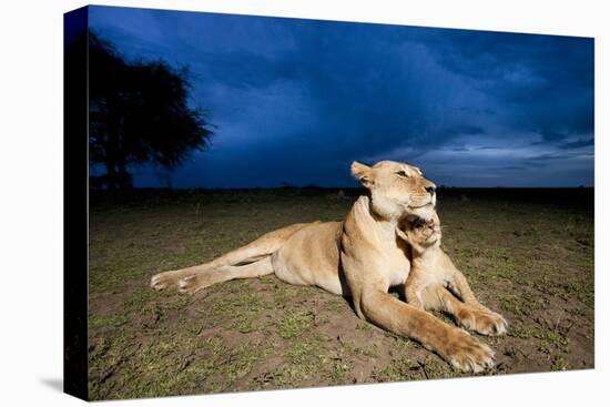 Lioness and Cub-null-Premier Image Canvas