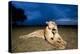 Lioness and Cub-null-Premier Image Canvas