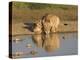 Lioness and Cubs, Kgalagadi Transfrontier Park, Northern Cape, South Africa, Africa-Toon Ann & Steve-Premier Image Canvas