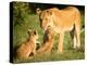 Lioness and cubs, Masai Mara, Kenya, East Africa, Africa-Karen Deakin-Premier Image Canvas