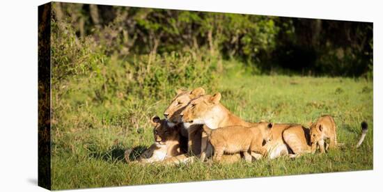 Lioness and cubs, Masai Mara, Kenya, East Africa, Africa-Karen Deakin-Premier Image Canvas