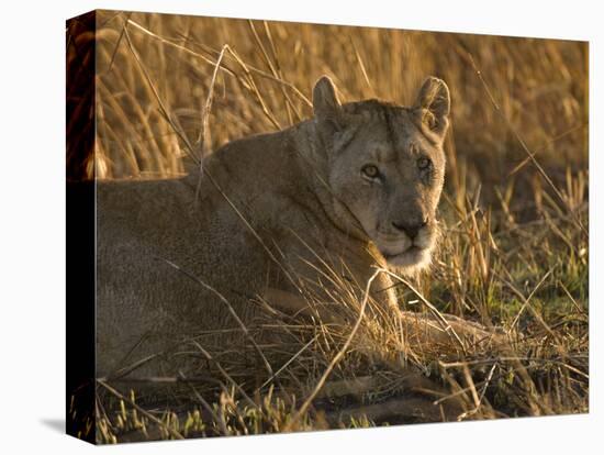 Lioness, Busanga Plains, Kafue National Park, Zambia, Africa-Sergio Pitamitz-Premier Image Canvas