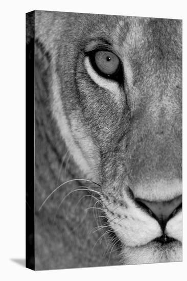 Lioness Close-Up Tanzania Africa-null-Premier Image Canvas