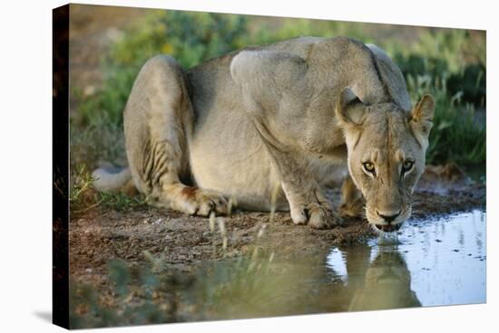 Lioness Drinking-Tony Camacho-Premier Image Canvas