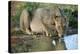 Lioness Drinking-Tony Camacho-Premier Image Canvas