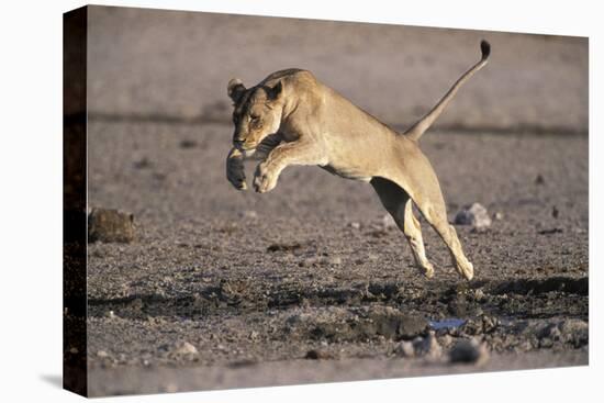 Lioness Jumping over Water (Panthera Leo) Etosha Np, Namibia-Tony Heald-Premier Image Canvas