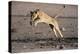 Lioness Jumping over Water (Panthera Leo) Etosha Np, Namibia-Tony Heald-Premier Image Canvas