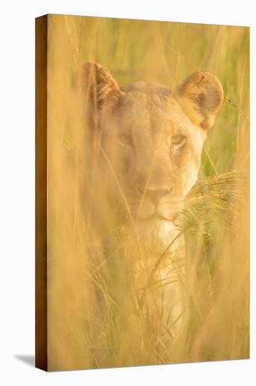 Lioness, Marataba, Marakele National Park-Ben Pipe-Premier Image Canvas