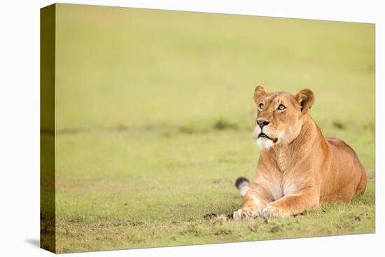 Lioness, Masai Mara, Kenya, East Africa, Africa-Karen Deakin-Premier Image Canvas