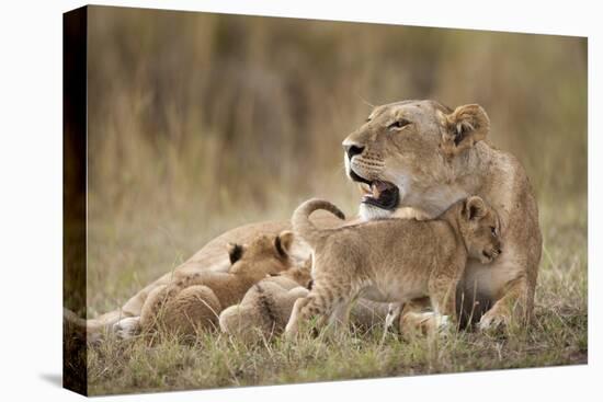 Lioness Nursing Cubs in Masai Mara National Reserve-Paul Souders-Premier Image Canvas