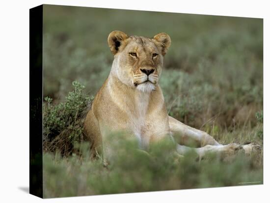 Lioness (Panthera Leo), Etosha, Namibia, Africa-Steve & Ann Toon-Premier Image Canvas