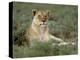 Lioness (Panthera Leo), Etosha, Namibia, Africa-Steve & Ann Toon-Premier Image Canvas