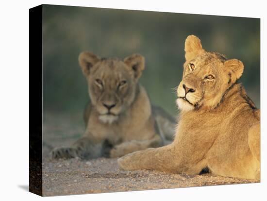 Lioness, Panthera Leo, Kruger National Park, South Africa, Africa-Ann & Steve Toon-Premier Image Canvas