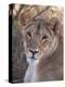 Lioness (Panthera Leo), Loisaba Wilderness Conservancy, Laikipia, Kenya, East Africa, Africa-Sergio Pitamitz-Premier Image Canvas