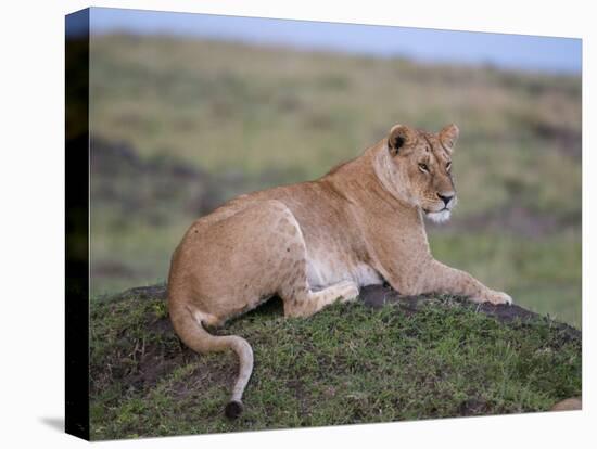 Lioness (Panthera Leo), Masai Mara National Reserve, Kenya, East Africa, Africa-Sergio Pitamitz-Premier Image Canvas