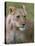 Lioness (Panthera Leo), Masai Mara National Reserve, Kenya, East Africa, Africa-Sergio Pitamitz-Premier Image Canvas