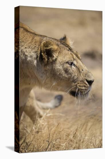 Lioness (Panthera leo), Ngorongoro Crater, Tanzania, East Africa, Africa-Ashley Morgan-Premier Image Canvas