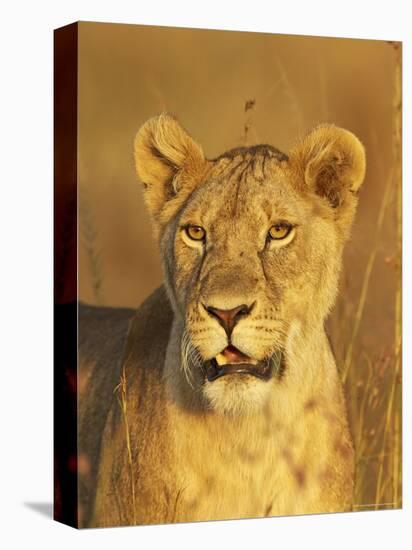 Lioness (Panthera Leo) Portrait in Late-Afternoon Light, Masai Mara National Reserve, Kenya-James Hager-Premier Image Canvas