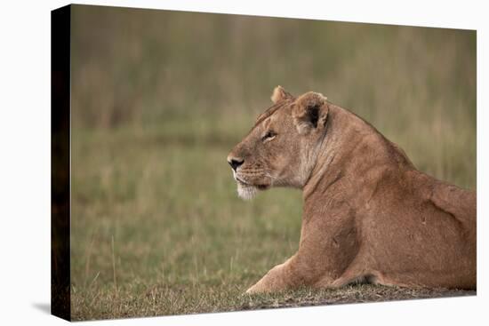 Lioness (Panthera Leo), Serengeti National Park, Tanzania, East Africa, Africa-James Hager-Premier Image Canvas