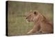 Lioness (Panthera Leo), Serengeti National Park, Tanzania, East Africa, Africa-James Hager-Premier Image Canvas