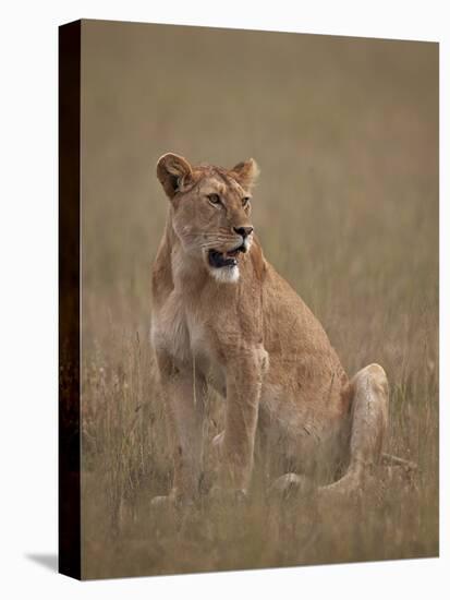 Lioness (Panthera Leo), Serengeti National Park, Tanzania, East Africa, Africa-James Hager-Premier Image Canvas