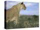 Lioness (Panthera Leo) with Small Cub, Kalahari Gemsbok Park, South Africa, Africa-Steve & Ann Toon-Premier Image Canvas