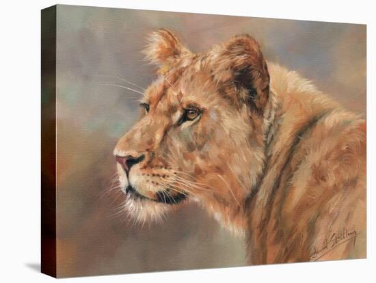 Lioness Portrait-David Stribbling-Stretched Canvas