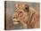 Lioness Portrait-David Stribbling-Stretched Canvas