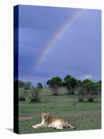 Lioness Resting Under Rainbow, Masai Mara Game Reserve, Kenya-Paul Souders-Premier Image Canvas