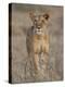 Lioness, Samburu National Reserve, Kenya, East Africa, Africa-James Hager-Premier Image Canvas