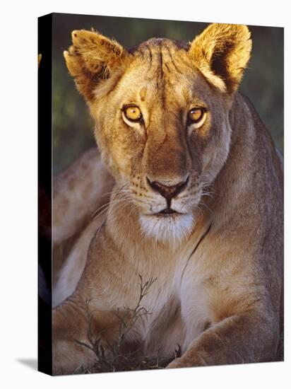 Lioness Tanzania Africa-null-Premier Image Canvas