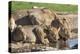 Lioness with Cub (Panthera Leo) Drinking, Kgalagadi Transfrontier Park, Northern Cape, South Africa-Ann & Steve Toon-Premier Image Canvas